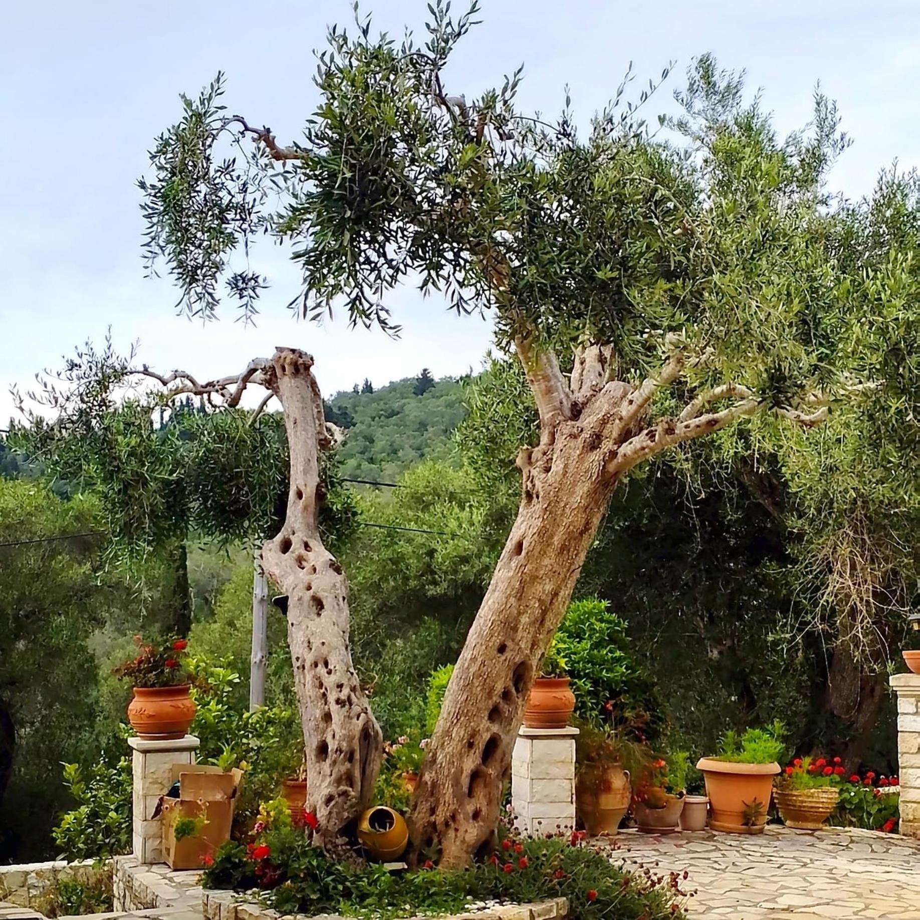Villa Raxi Fountana Exterior photo